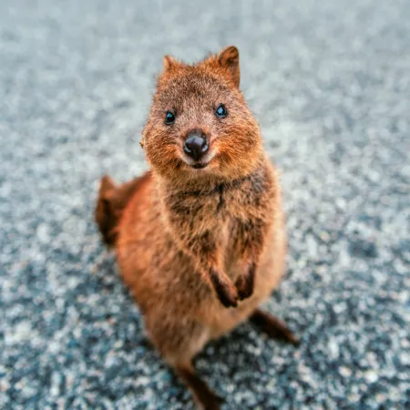 NOTIQUE Poznámkový kalendář Úsměv, prosím 2026, 30 x 30 cm