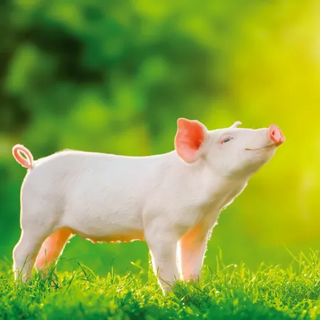 NOTIQUE Poznámkový kalendář Úsměv, prosím 2026, 30 x 30 cm