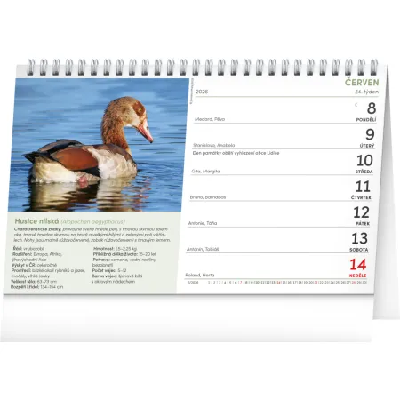 NOTIQUE Stolní kalendář České ptactvo 2026, 23,1 x 14,5 cm
