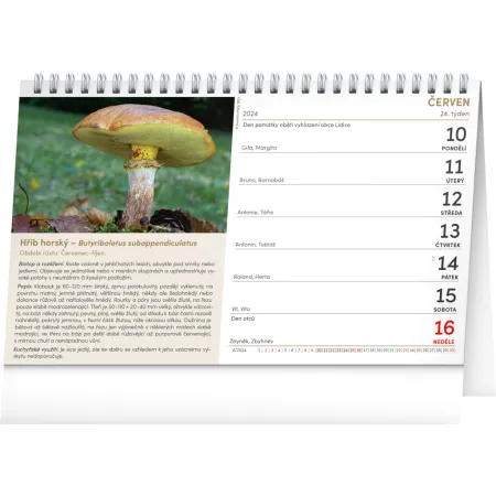 NOTIQUE Stolní kalendář Houby 2026, 23,1 x 14,5 cm