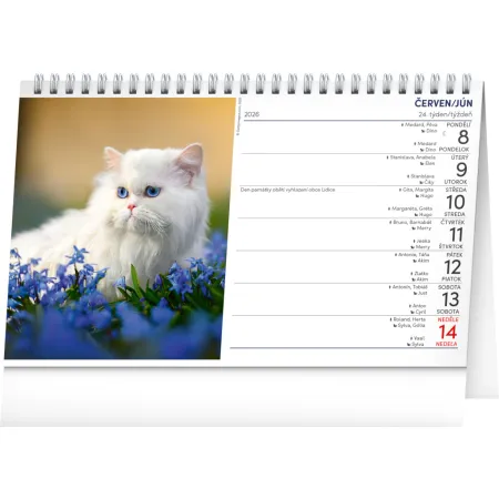 NOTIQUE Stolní kalendář Kočky – Mačky CZ/SK 2026, 23,1 x 14,5 cm