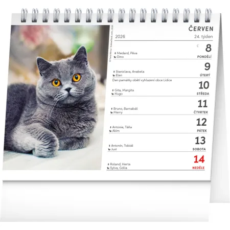 NOTIQUE Stolní kalendář Kočky – se jmény koček 2026, 16,5 x 13 cm